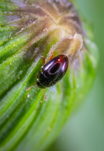 Beetle insect macro