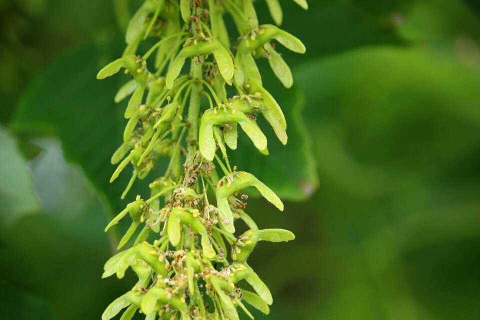 Green nature plant