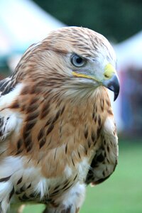 Raptor bird of prey falconry