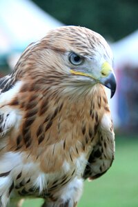 Raptor bird of prey falconry photo