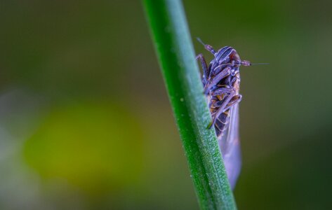 For ordinary high rot leafhopper blade of grass insect
