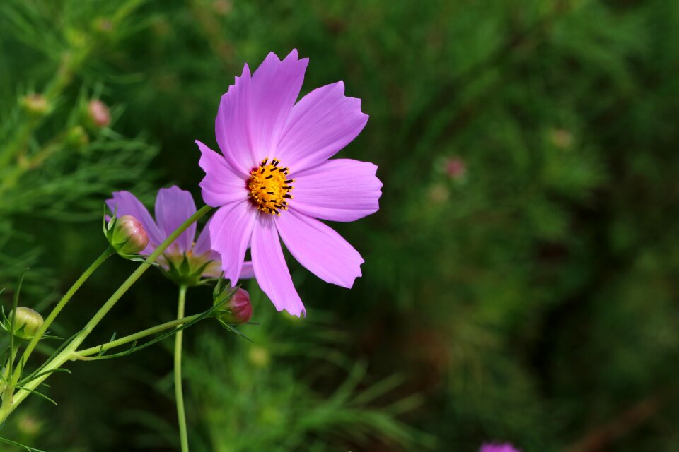 Nature plants tabitha