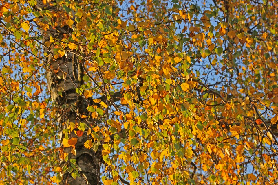 Background forest leaves