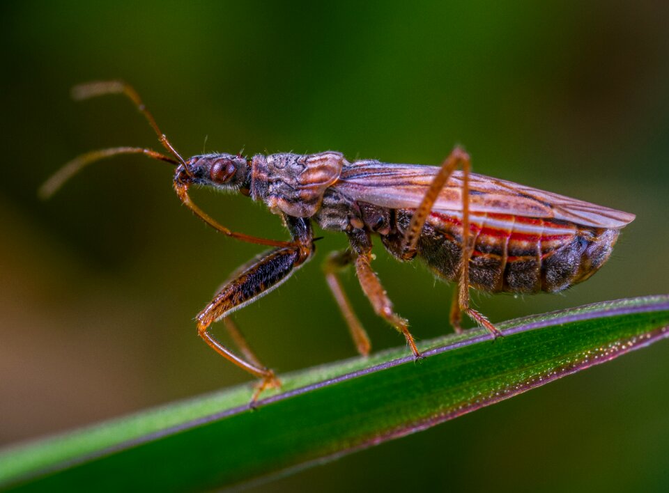 Macro insect Free photos