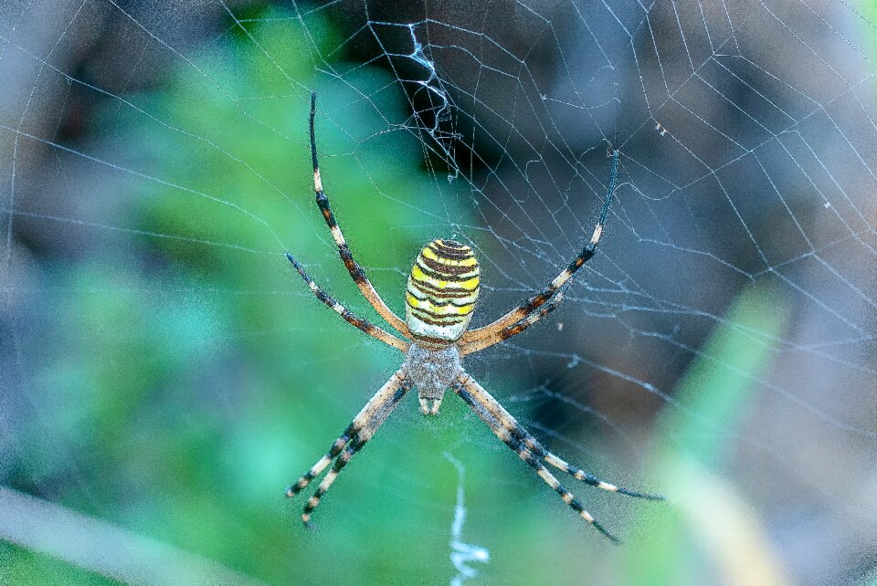 Insect arachnid nature