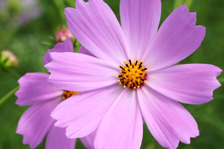 Nature plants tabitha