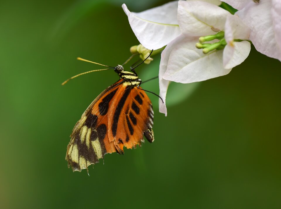 Macro doğa nature