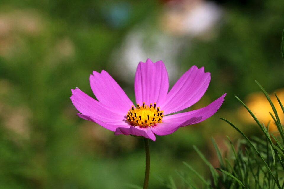 Nature plants tabitha