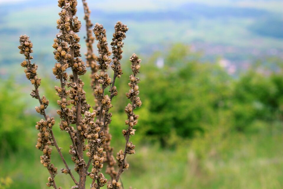 Dry flower close up