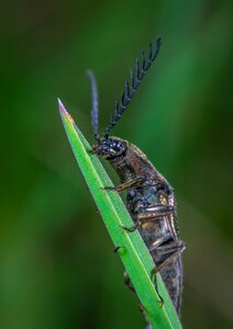 Beetle macro insect