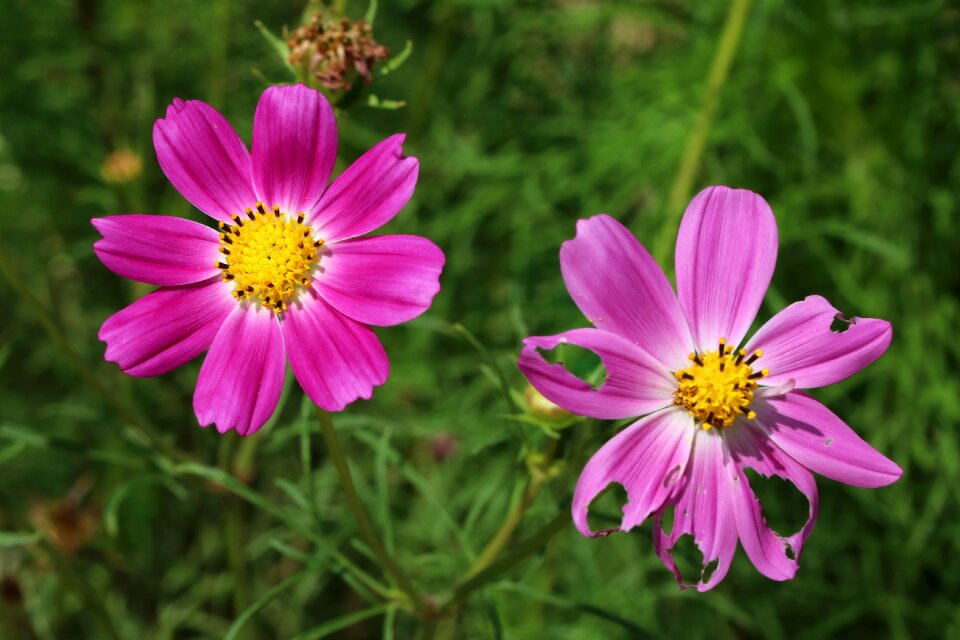 Nature plants tabitha