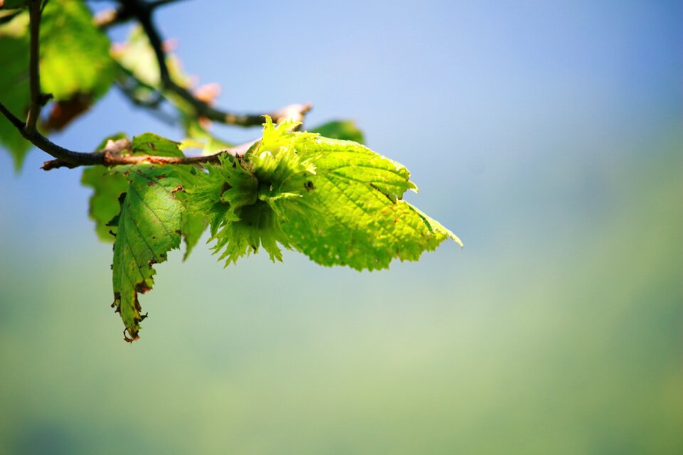 Green nature plant
