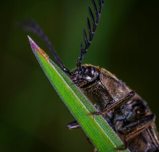 Macro insect blade of grass