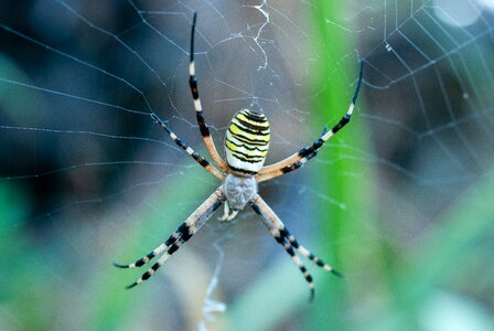 Insect arachnid nature
