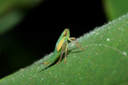 Macro insect wild insect