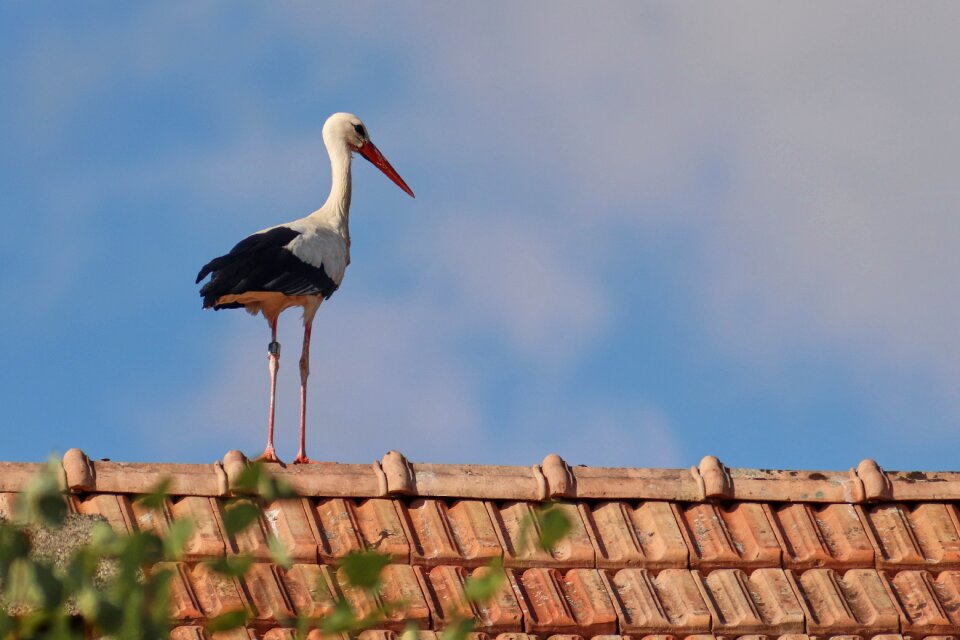 Rattle stork gluck white stork