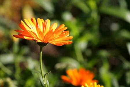 Blossom bloom orange photo