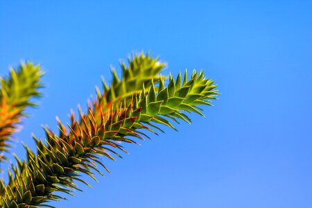 Tree chile fir monkey puzzle tree