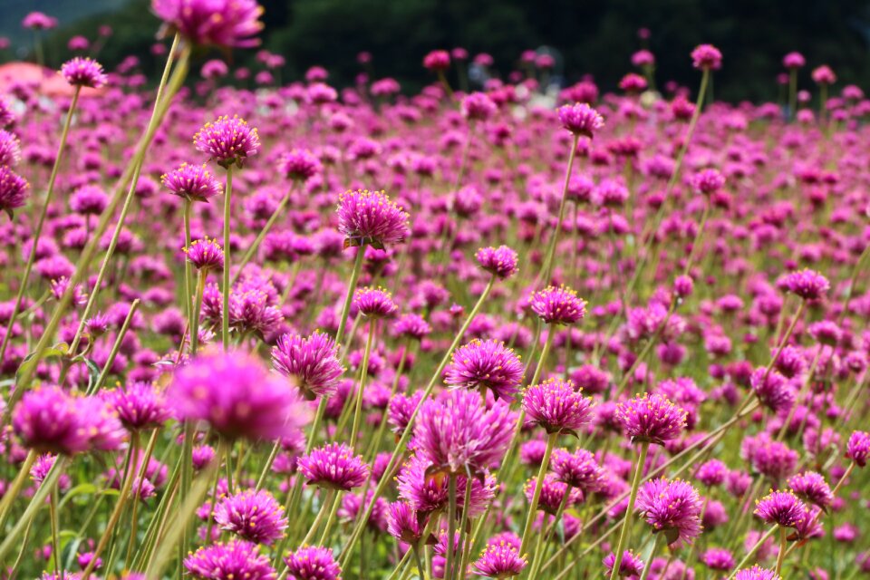 Beautiful autumn flower garden