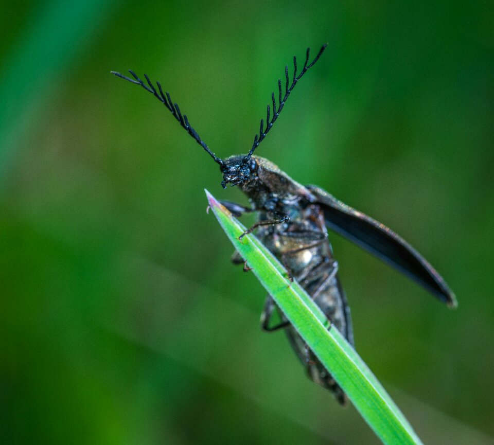 Insect beetle the horn of africa
