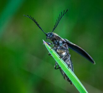 Insect beetle the horn of africa