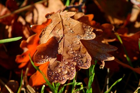 Brown fall foliage drip photo
