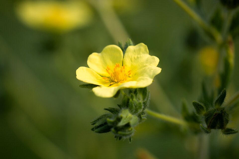 Yellow flower garden nature