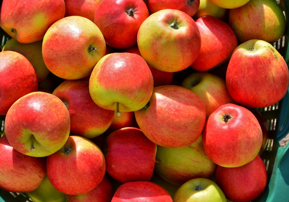 Harvest fruit garden