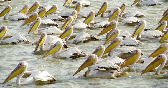 Africa pelican animal kingdom photo