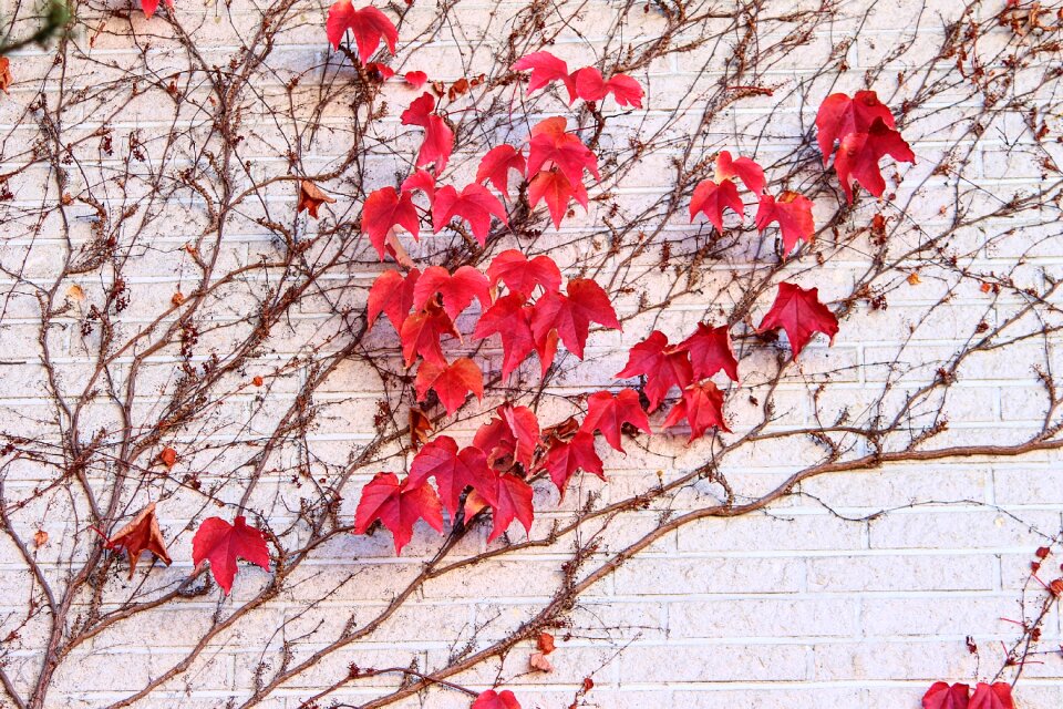 Facade climber plant wall