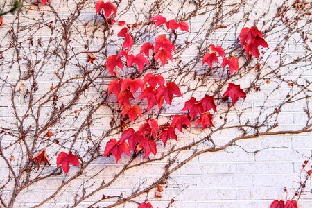 Facade climber plant wall