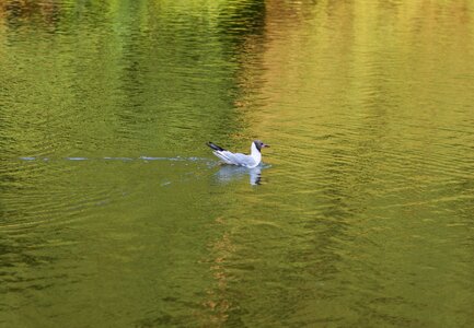 Gold park lake