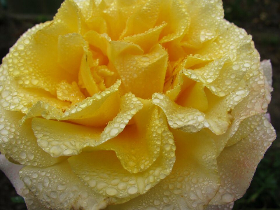Rose flower raindrop close up