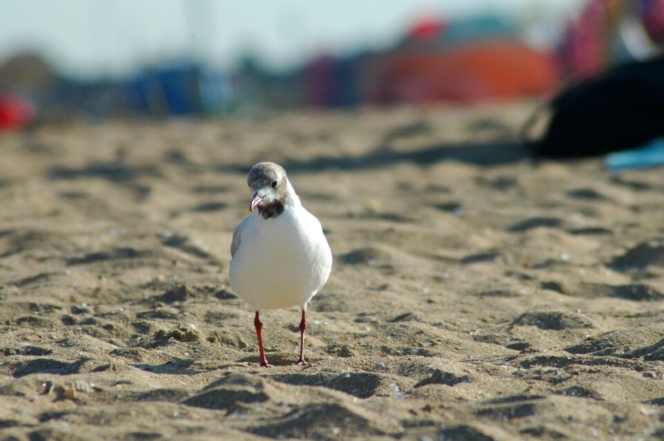 Sea seashore nature