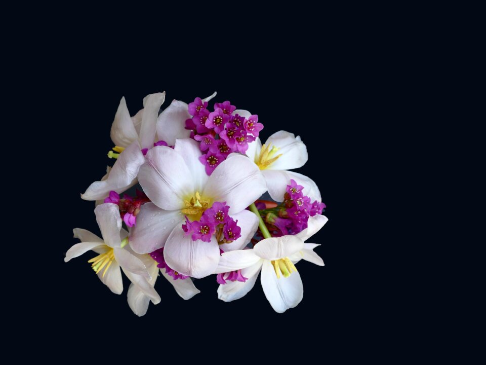 Flower plant nature