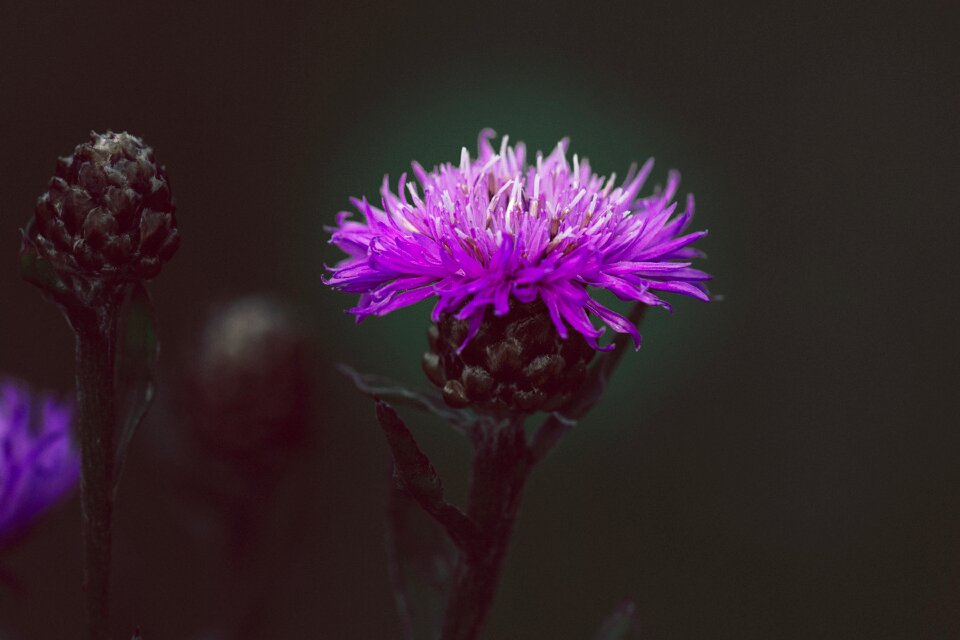 Blossom bloom purple flower photo