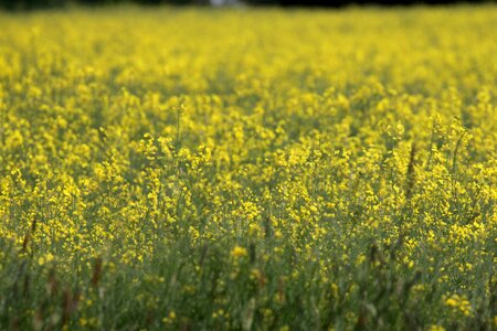 Rape blossom blossom bloom