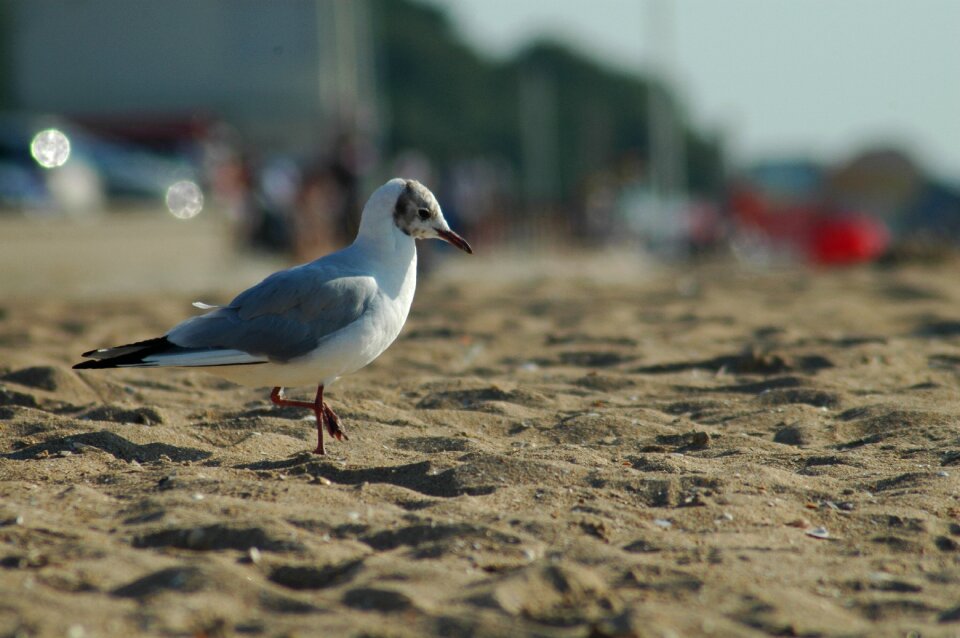 Sea seashore nature