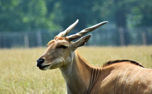 Antelope beautiful big photo