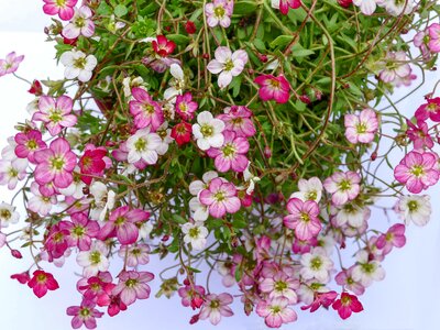 Flowers mini flowers small flowers