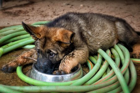 Puppy cute pet