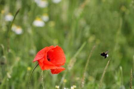 Bombus terrestris dark fictional hummel photo