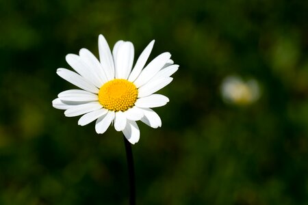White flower pointed flower wild flower