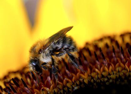 Animal animal world close up photo