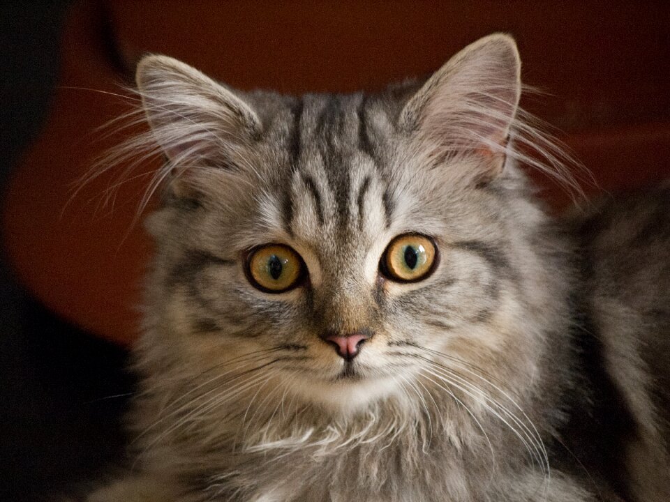 Portrait pet kitten