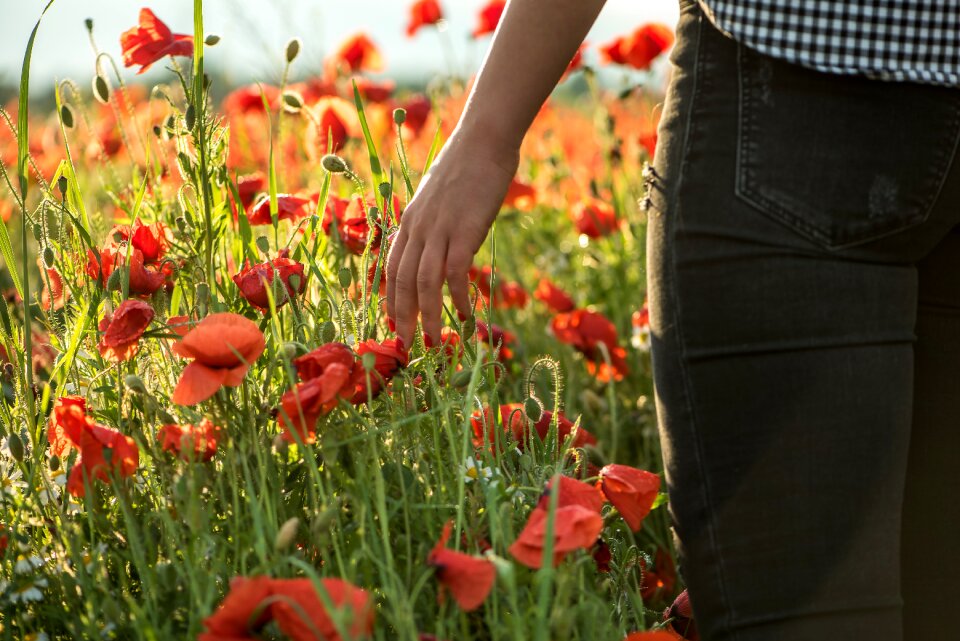 Red poppy field plant