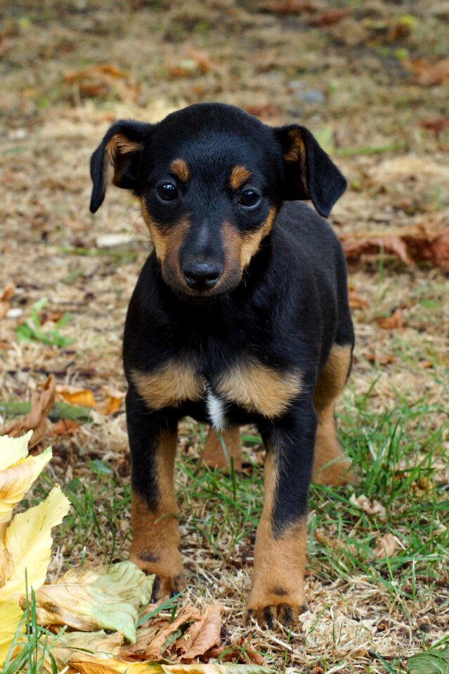 Pet cute animal
