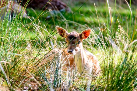 Mammal young bambi photo