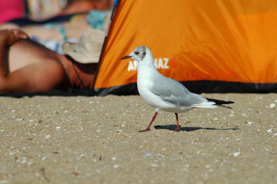 Sea seashore nature
