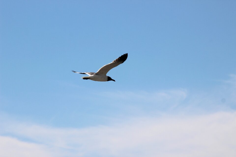Seagull sea sky